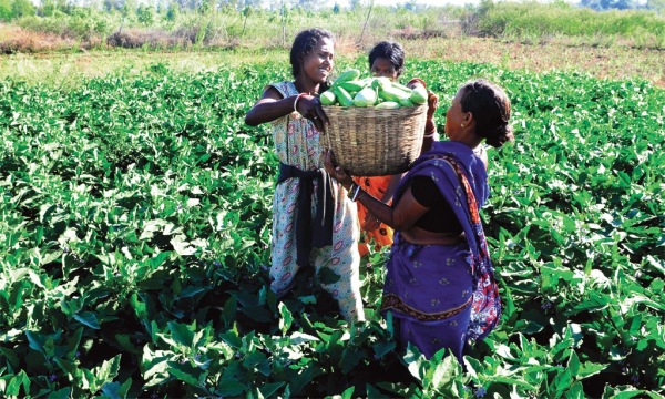 Tamil Nadu Govt major announcement for farmers who excel in the cultivation of traditional vegetables 
