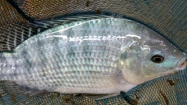 a woman has lost all four of her limbs in California After Eating Contaminated Tilapia Fish 