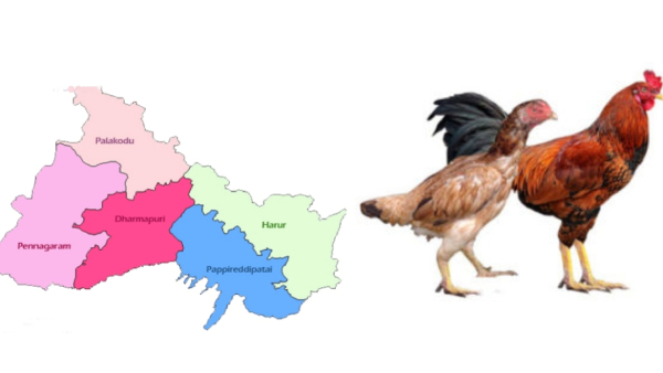 Naatu Kozhi and Goats sale sudden decrease in Tamil Nadu Meat Market due to Purattasi Month