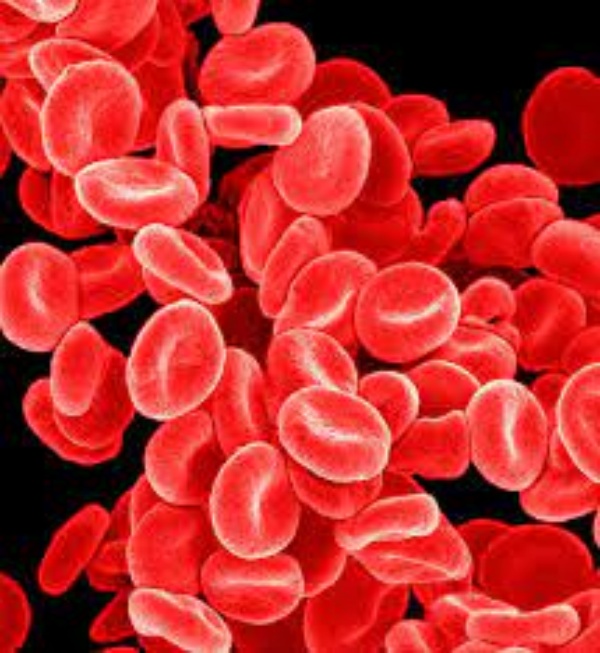 Do you know Health Benefits of Jowar and White Solam is the Best food for Weight Loss