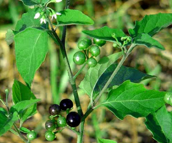 Health news What are the benefits of Manathakkali? 