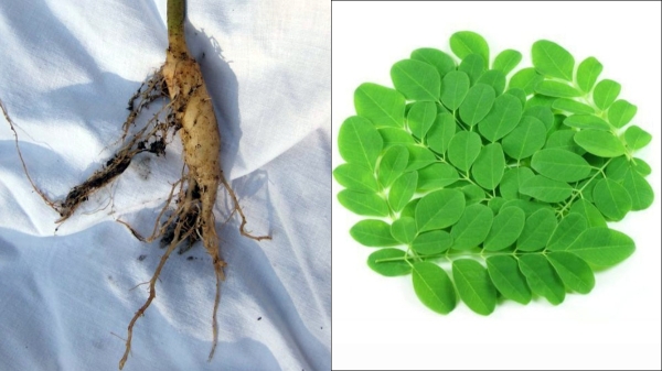 Do you know Health Benefits of Drumstick Tree Root and what are the Best food for strengthen your Nervous System