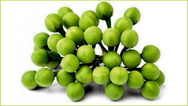 Health Amazing benefits of Sundakkai and Do you know Turkey Berry is the Best Food for Diabetics