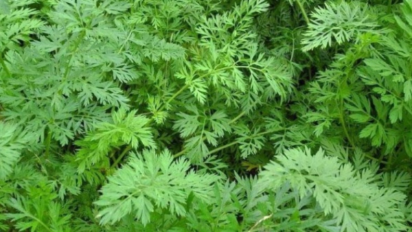 Do you Know Carrot Keerai is the Best Food and Super Health Benefits of Carrot Leaves Do you Know Carrot Keerai is the Best Food and Super Health Benefits of Carrot Leaves