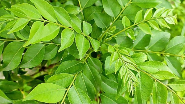 Do you know Health Benefits of Curry Leaves and what are the Excellent tips for Hair Growth