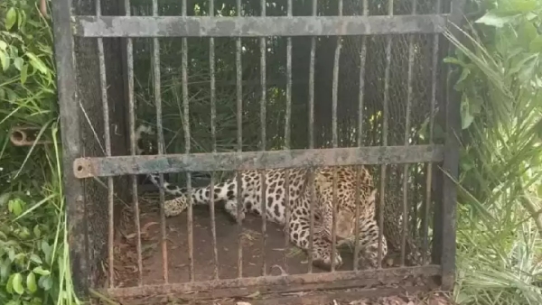 5th Leopard trapped in Tirupati forest 