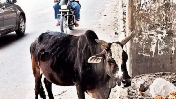 old man seriously injured after being run over by a cow in Nanganallur, Chennai old man seriously injured after being run over by a cow in Nanganallur, Chennai
