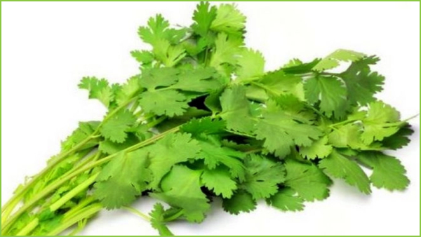 Do you know Health Benefits of Coriander Leaves and Excellent uses of Coriander Leaves water Do you know Health Benefits of Coriander Leaves and Excellent uses of Coriander Leaves water