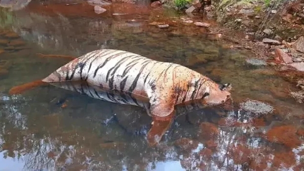  What happenned to 2 tigers those died in Ooty? 