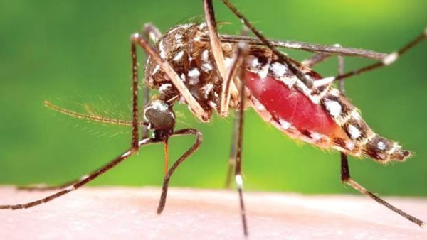 4-year-old boy died of dengue fever in Chennai 4-year-old boy died of dengue fever in Chennai