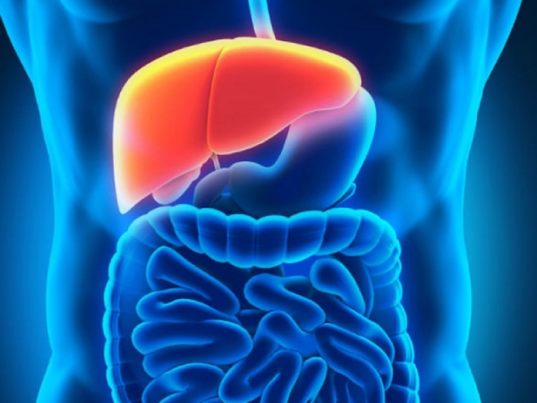 Do you know Which Food protect the Liver and What are the Health Benefits of Gooseberry