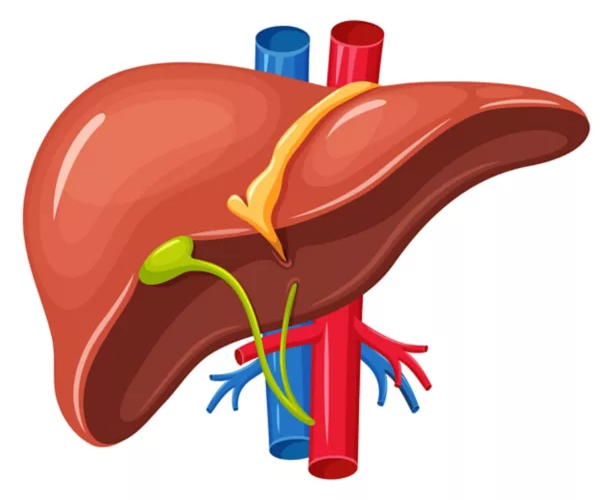 Do you know Which Food protect the Liver and What are the Health Benefits of Gooseberry