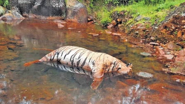2 tigers found dead in Nilgiris Avalanche, Man who killed with poisoned arrested 