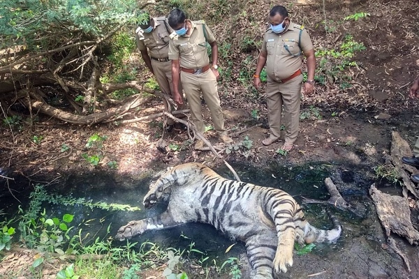 2 tigers found dead in Nilgiris Avalanche, Man who killed with poisoned arrested 