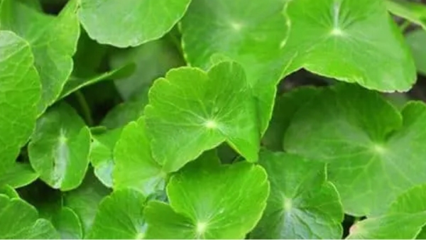 Health benefits about Vallarai Keerai and Do you know Vallarai Leaves is the Best Medicine for Children