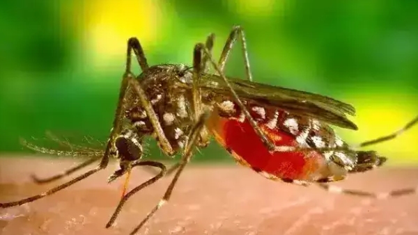 Increase dengue cases in Tamil Nadu: Medical secretary orders action to all district administration 