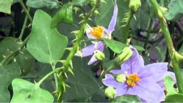 Health Benefits of Excellent Thuthuvalai Keerai and Do you know How to Cook Solanum Trilobatum Mutton Rolls Health Benefits of Excellent Thuthuvalai Keerai and Do you know How to Cook Solanum Trilobatum Mutton Rolls