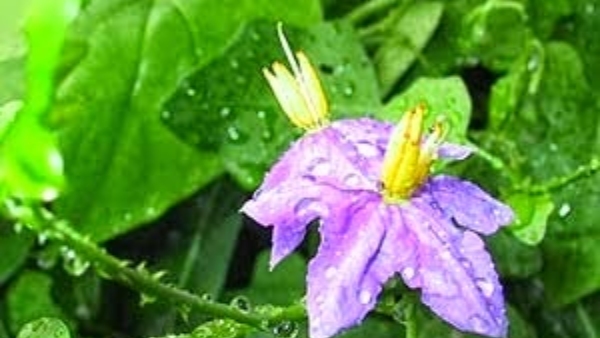 Health Benefits of Excellent Thuthuvalai Keerai and Do you know How to Cook Solanum Trilobatum Mutton Rolls Health Benefits of Excellent Thuthuvalai Keerai and Do you know How to Cook Solanum Trilobatum Mutton Rolls