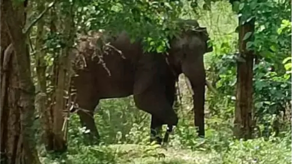 thirunelveli fantastic video and do you know who is this special guest in nellai Manjolai 