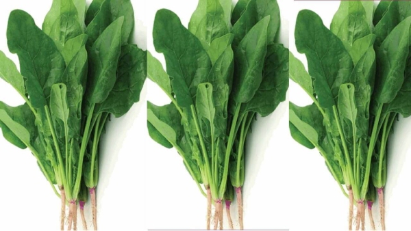 Health Benefits of Thuthi Keerai and Do you know How to buy Fresh Keerai Leaves