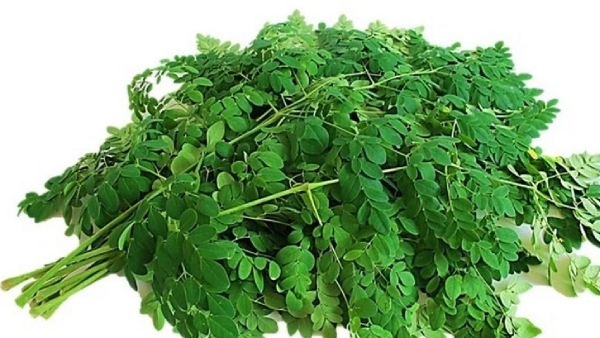 Health Benefits of Drumstick Keerai and Do you know How to Cook Drumstick Leaves Gravy Health Benefits of Drumstick Keerai and Do you know How to Cook Drumstick Leaves Gravy