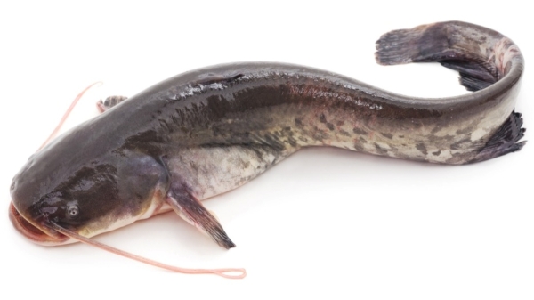 Health Benefits of Keluthi Meen and Do you know Cat Fish is the Fantastic Food