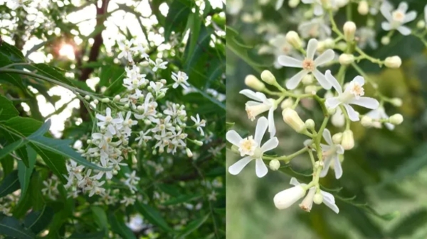  Do you know Health Benefits of Neem Flower and eating Neem Flower Soup is the Best tips for Weight Loss