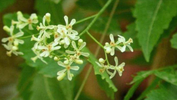  Do you know Health Benefits of Neem Flower and eating Neem Flower Soup is the Best tips for Weight Loss