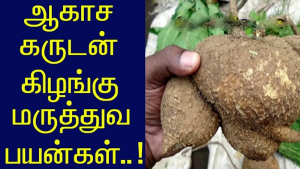 Akasa Garudan Kilangu benefits and Vastu tips Tamil 