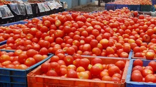 Tomato price reaches another low after the heavy increase in last month Tomato price reaches another low after the heavy increase in last month