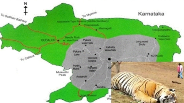 Nilgiris 2 Tiger mysteriously incident and what did Forest Officers say about Avalanche tigers Nilgiris 2 Tiger mysteriously incident and what did Forest Officers say about Avalanche tigers