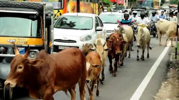 Rs.10000 fine will be imposed on People who are letting cows on the Chennai Roads Rs.10000 fine will be imposed on People who are letting cows on the Chennai Roads