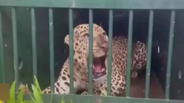 Sixth leopard captured in Tirumala shifted to Tirupati zoo 