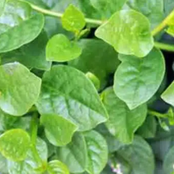 Do you know Health Benefits of Kodipasalai Keerai and Red Malabar Spinach is the Best for Anemia