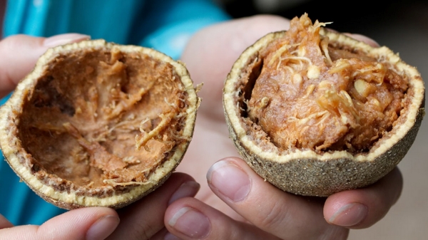 Do you know the health benefits of Vilampazham? 