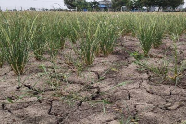 Charred paddy crop, Farmer dies in shock in Nagai district 