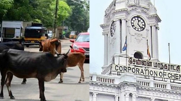 Chenani corporation decided to increase fine amount to 10 thousand for cows roaming in roads 