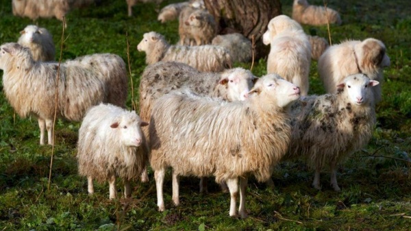  Sheep Accidentally Eats 100 Kg Of Medical Cannabis In Greece