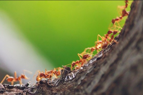 Veetirkul Erumbu, PattamPoochi vanthal enna palan Vastu Tips Tamil 