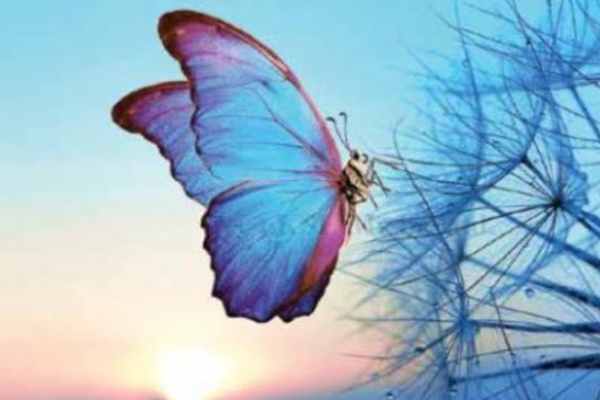 Veetirkul Erumbu, PattamPoochi vanthal enna palan Vastu Tips Tamil 