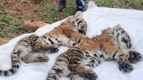 10 tigers including cubs in Ooty died mysteriously 