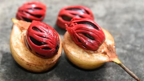 Do you know the health benefits of Jathi Pathiri(Nutmeg)? Do you know the health benefits of Jathi Pathiri(Nutmeg)?