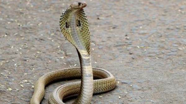 Dr Farook Abdulla says that what have to do when snake bites