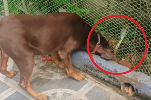Cuddalore: A Tabaraman dog who saved his owner from a snake 10 times 