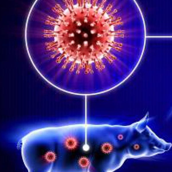 One Person died due to Swine flu: Doctors team rushed to vaniyambadi 