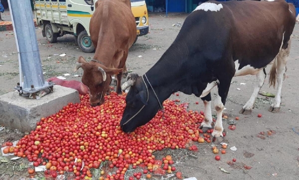 Hearing the price, the farmer burst into tears in middle of road and threw tomatoes on road Hearing the price, the farmer burst into tears in middle of road and threw tomatoes on road