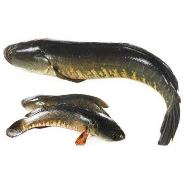 Do you know about Viral Meen and Excellent Health benefits in the Murrel Viraal Fish 
