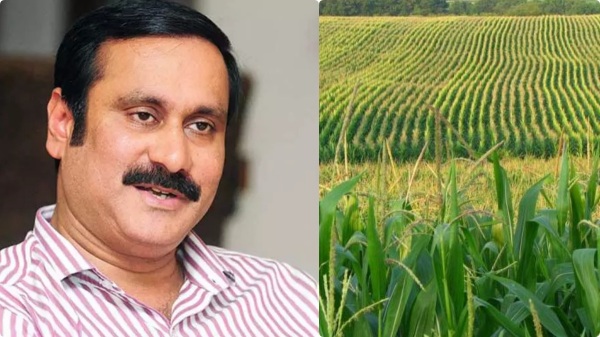 Anbumani said TN govt should waive the arrears of lease of rice for temple farmlands Anbumani said TN govt should waive the arrears of lease of rice for temple farmlands