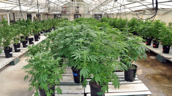 bangalore Police has arrested an American-based exerciser for growing cannabis indoors in house bangalore Police has arrested an American-based exerciser for growing cannabis indoors in house
