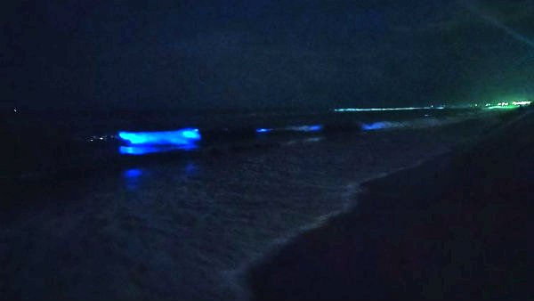  After 4 years, Bioluminiscence found in Chennai again: Spotted at Palavakkam beach 